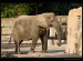 slon-africky.jpg